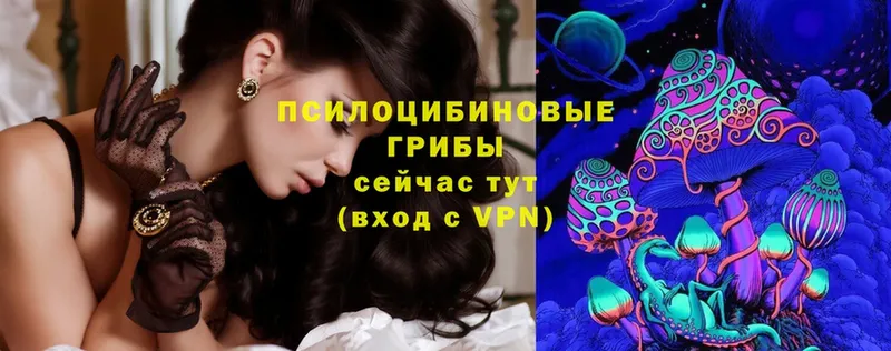 Галлюциногенные грибы Psilocybe  Уссурийск 